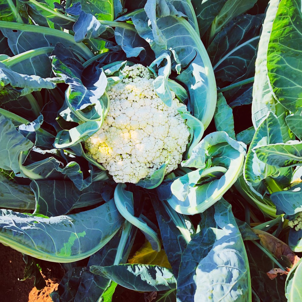 Growing cauliflower I grew in Morwatshetlha, Mafikeng, North West, South Africa
